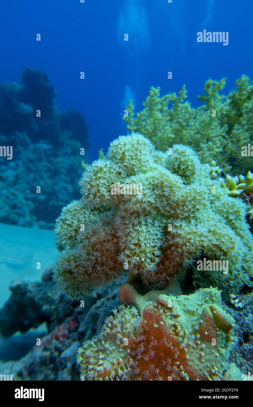 Colorful coral reef at the bottom of tropical sea,  great sarcophyton leather coral and broccoli coral, underwater landscape Stock Photo