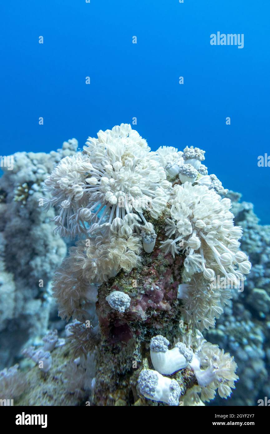 Colorful coral reef at the bottom of tropical sea, white  pulsating xenid coral on a background of blue water, underwater landscape Stock Photo