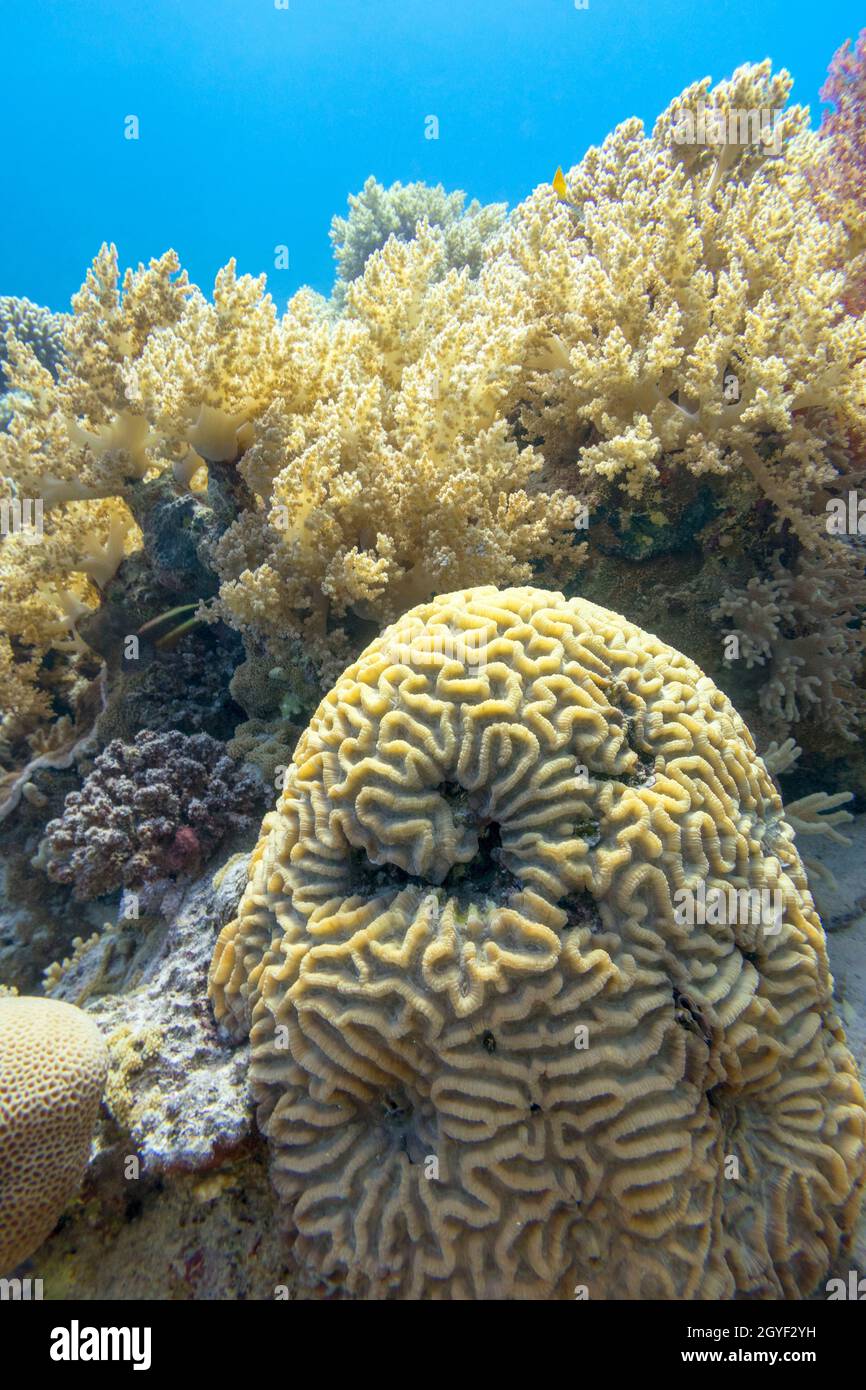 Colorful coral reef at the bottom of tropical sea, great yellow brain coral, underwater landscape Stock Photo