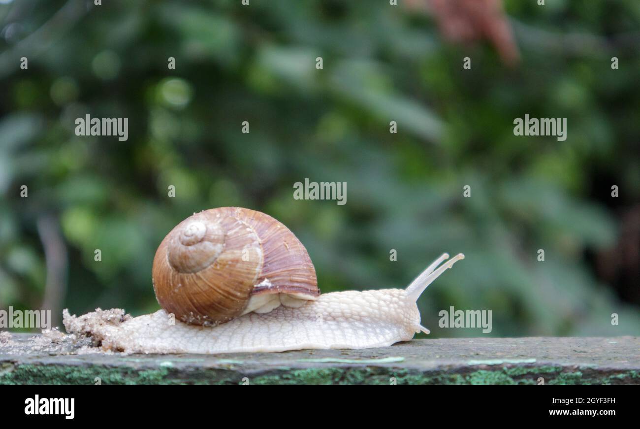 Large crawling garden snail with a striped shell. A large white mollusc with a brown striped shell. Summer day in the garden. Burgundy, Roman snail wi Stock Photo