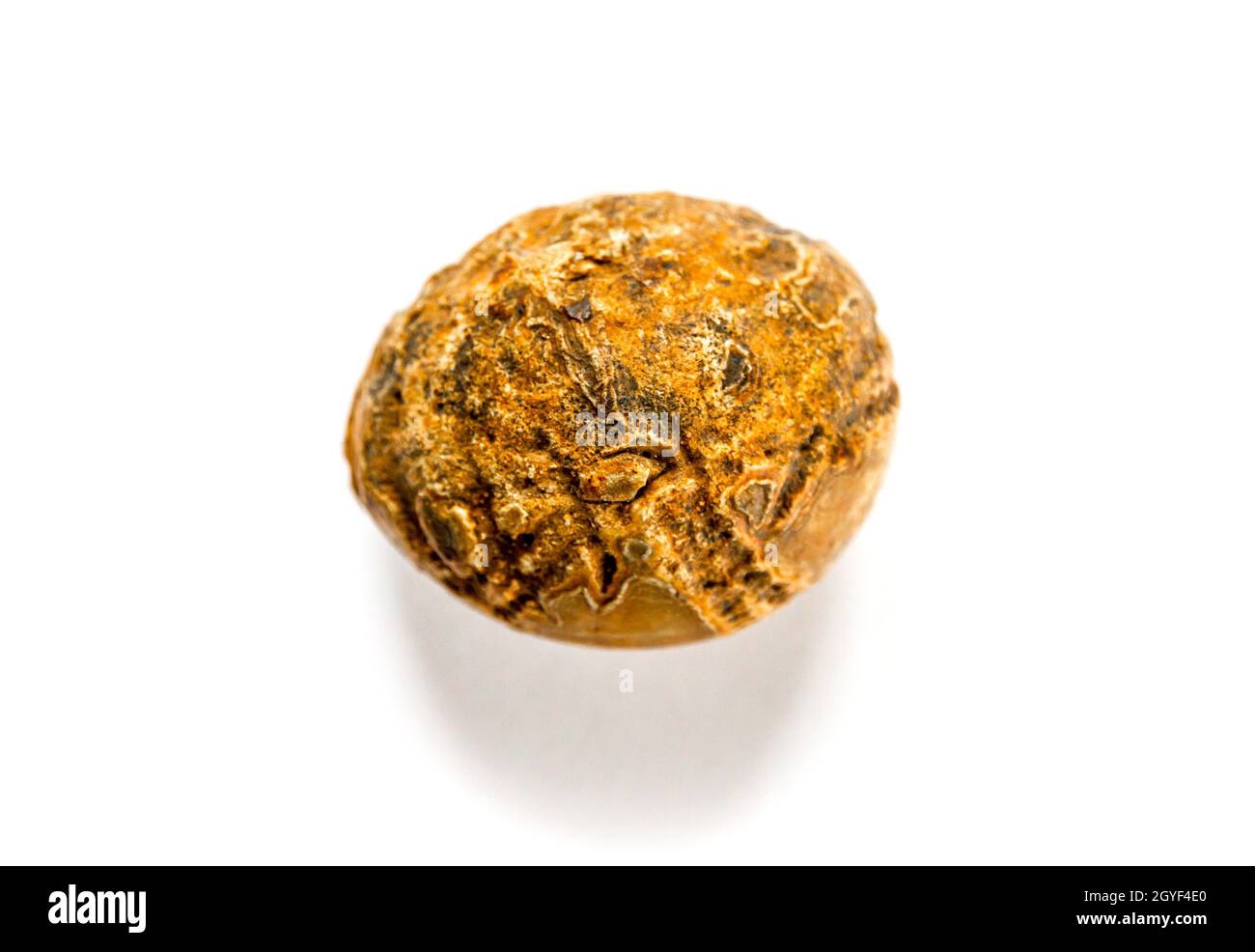 Sea urchin fossil isolated on white background Stock Photo - Alamy