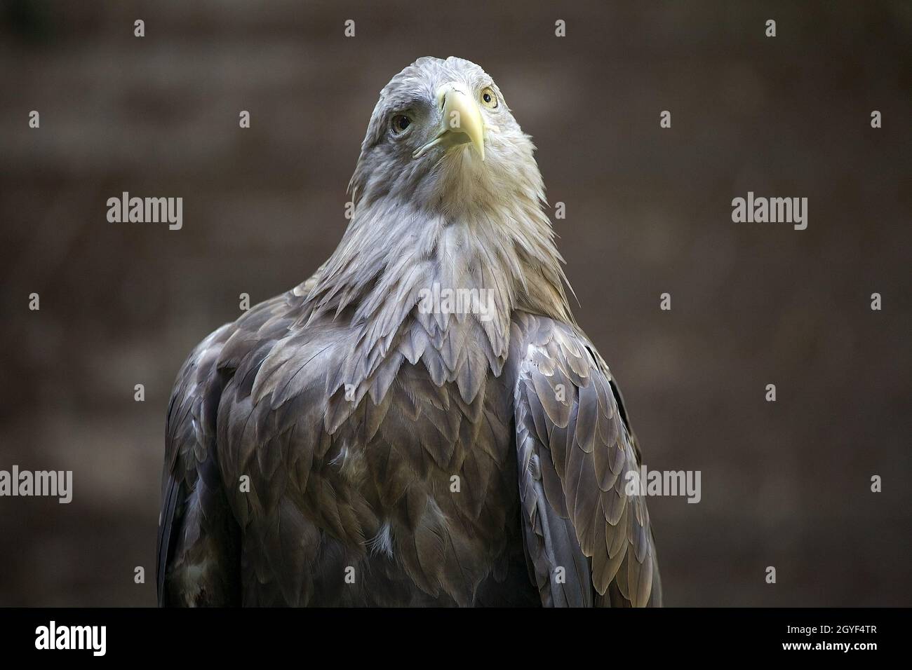 White-tailed eagle ia a very large species of sea eagle widely ...
