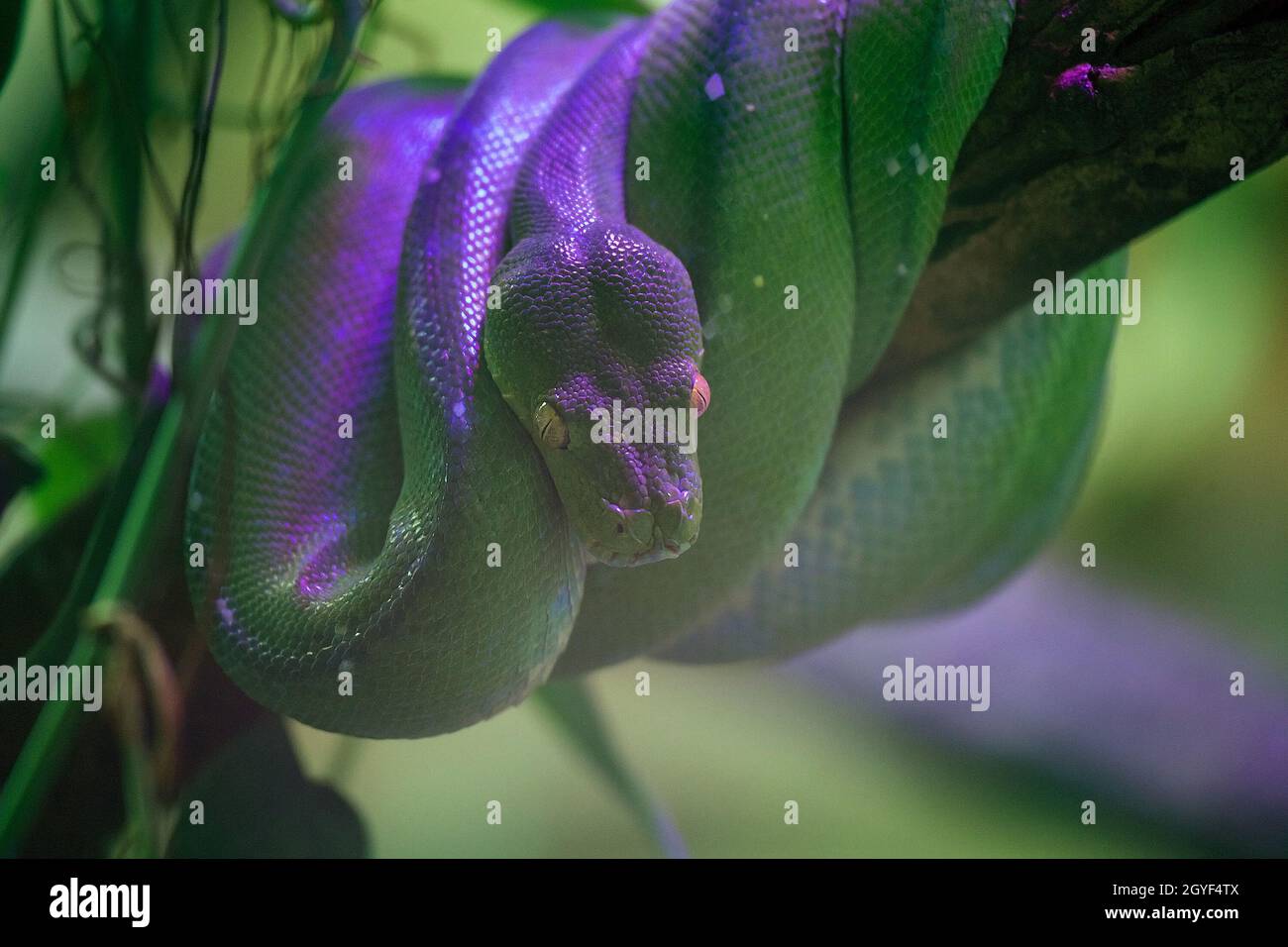 Purple Green Tree Python
