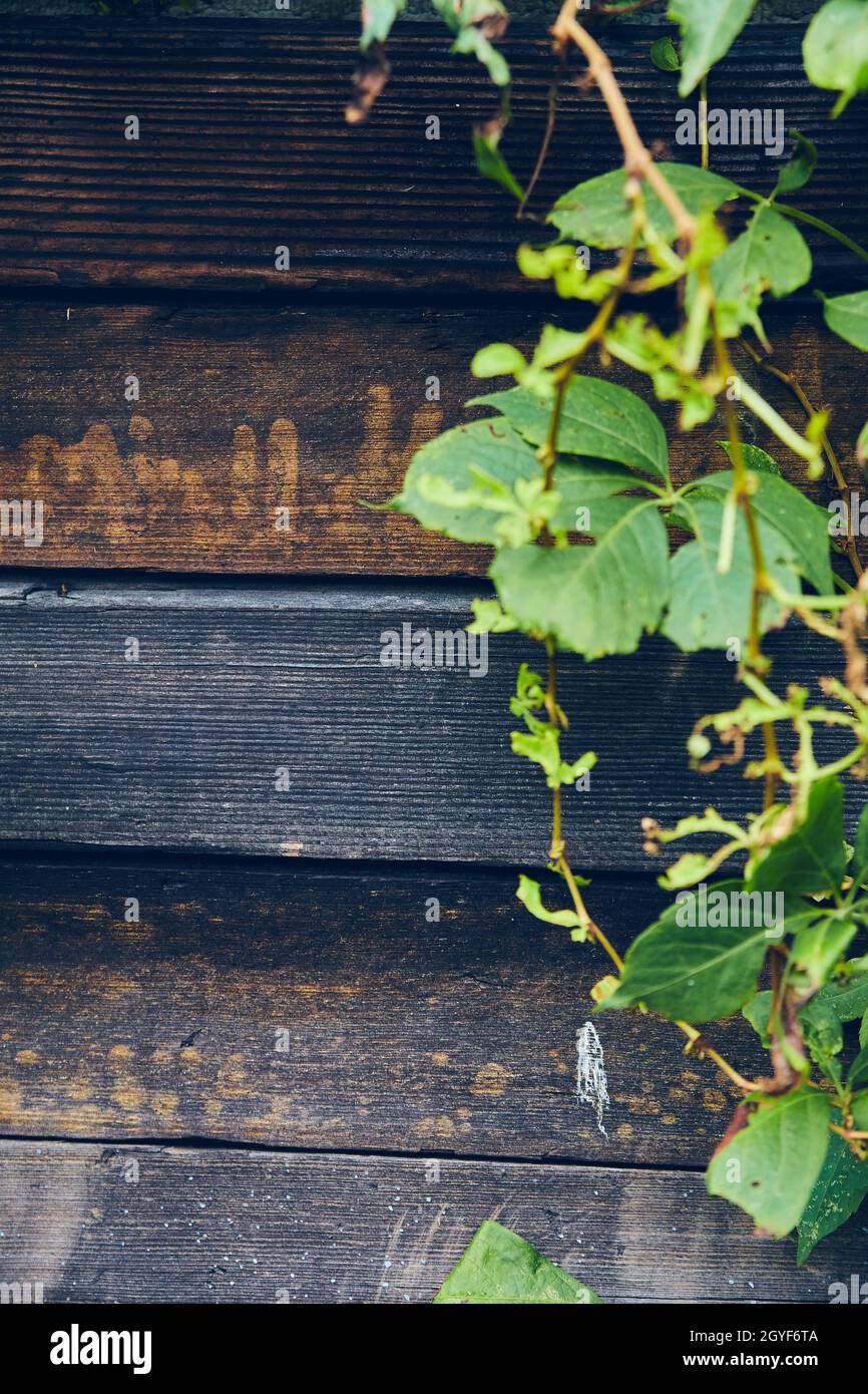 Green vines growing against dark brown wood boards Stock Photo