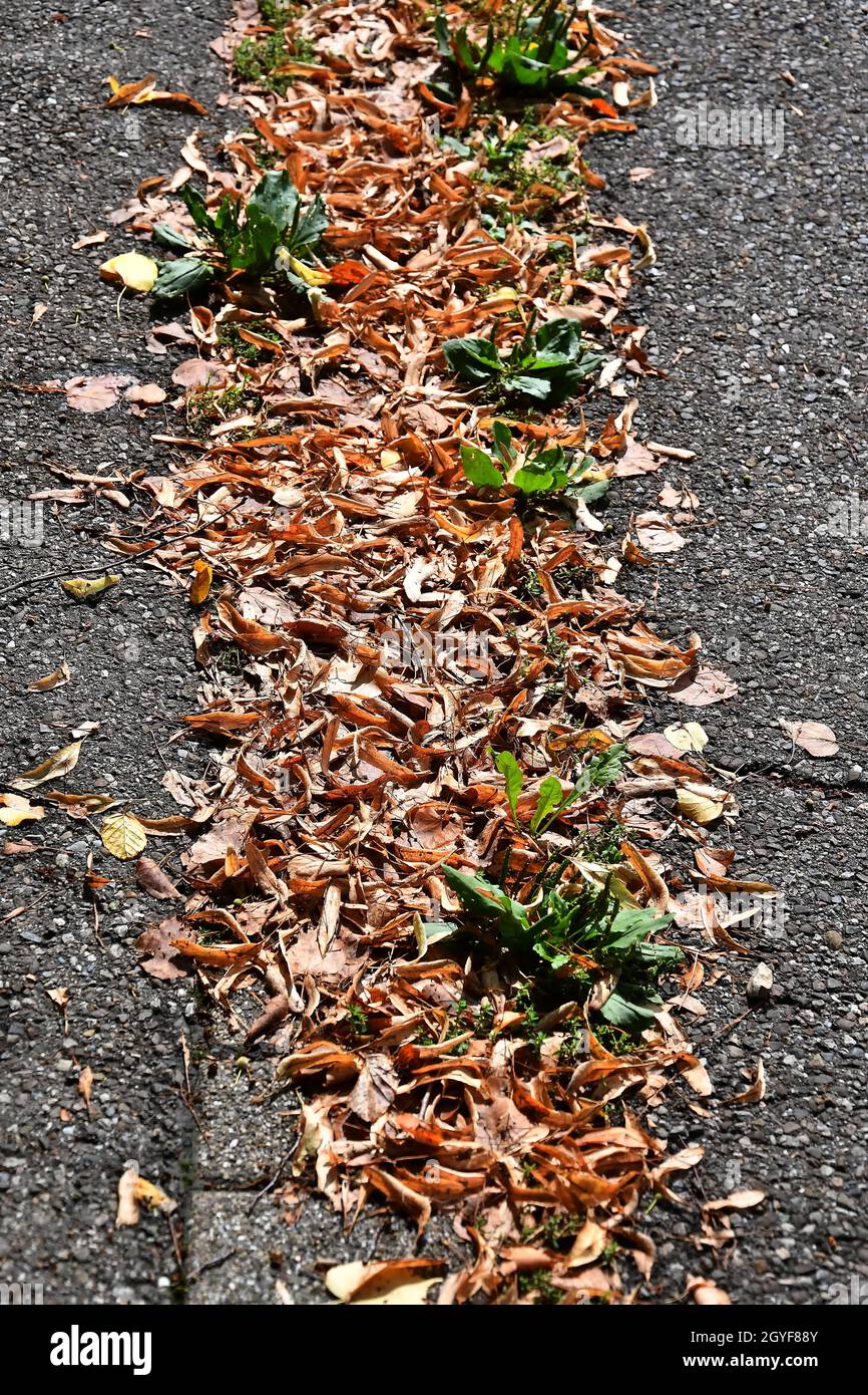 autumal painted leaves on a street in a row in sun Stock Photo