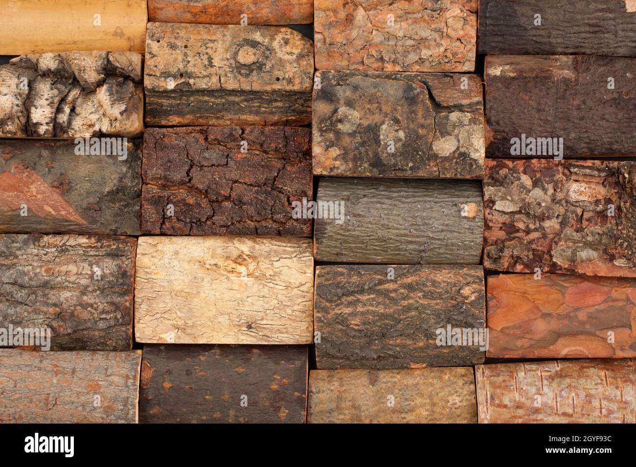 bark of different trees, background, isolated on white Stock Photo