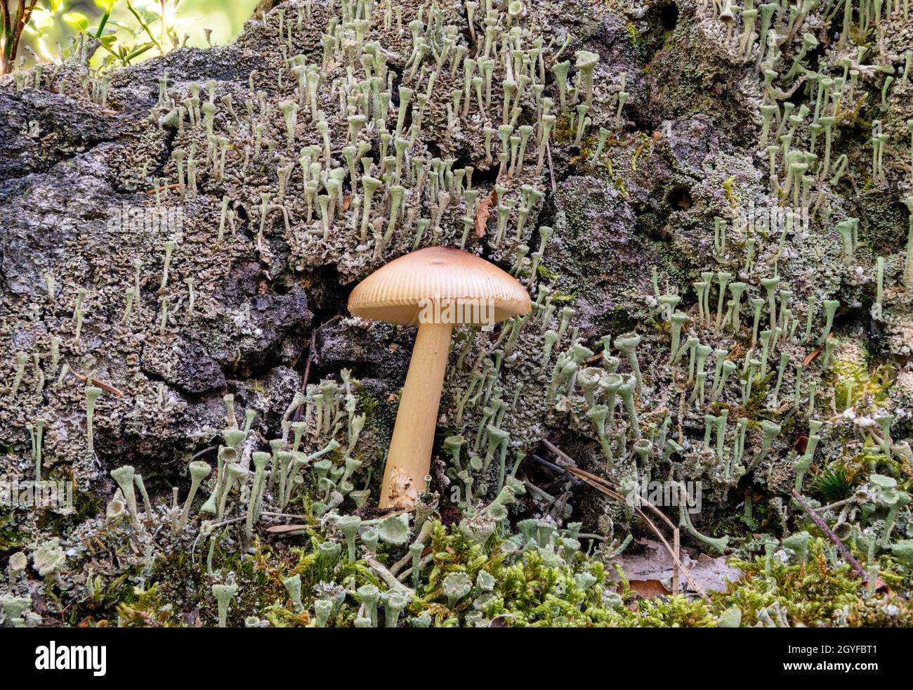 Detail of a single common bonnet mushroom against a background of trumpet lichen Stock Photo