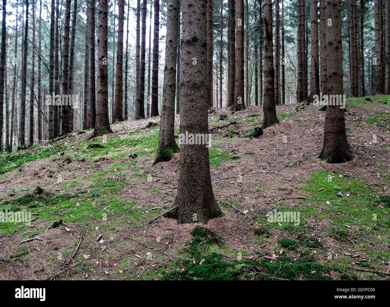 Beautiful view into a dense green forest with bright sunlight casting deep shadow. Stock Photo