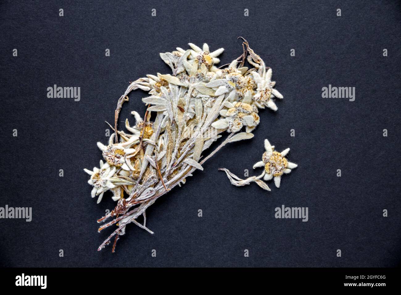 Dried Edelweiss flower isolated on black background. Stock Photo