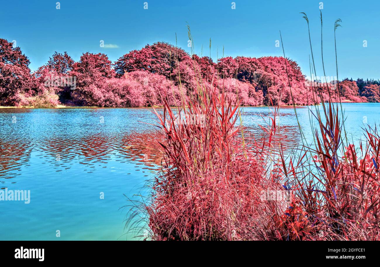 Beautiful pink infrared landscape at a lake with a reflective water ...