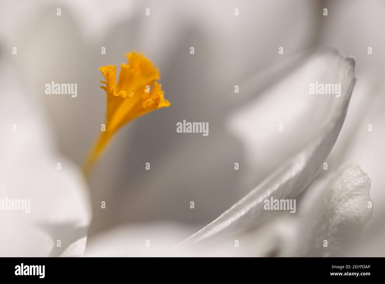 Macro image of white crocus flower. Stock Photo