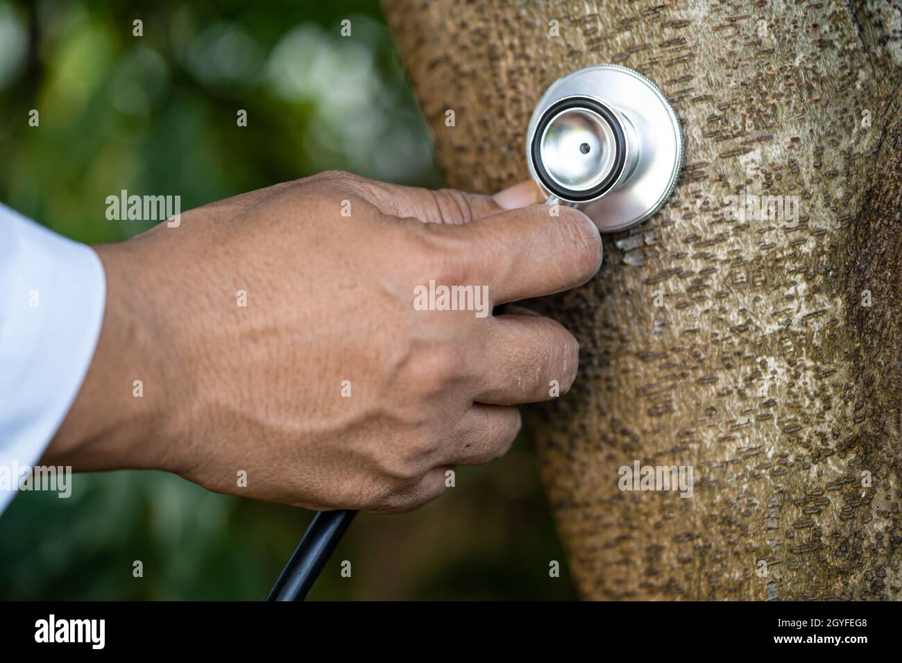 Checking health listening tree nature with stethoscope, biology, ecology, environment, global