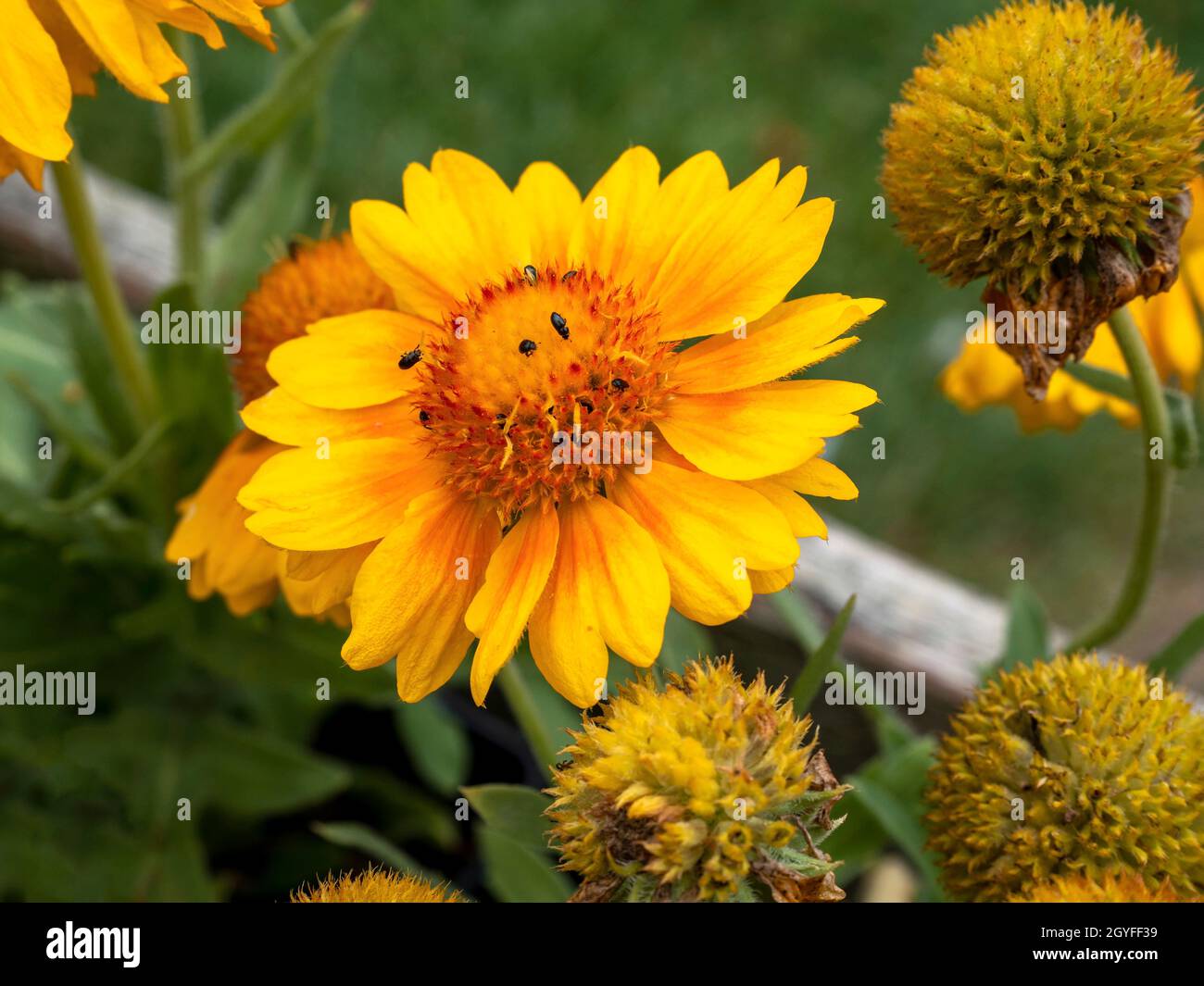 Yellow and orange Gaillardia x grandiflora Mesa blanket flower bloom