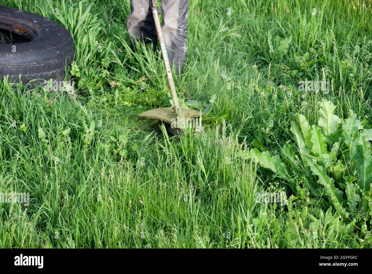 Mowing green grass using a fishing line trimmer. Application trimmers