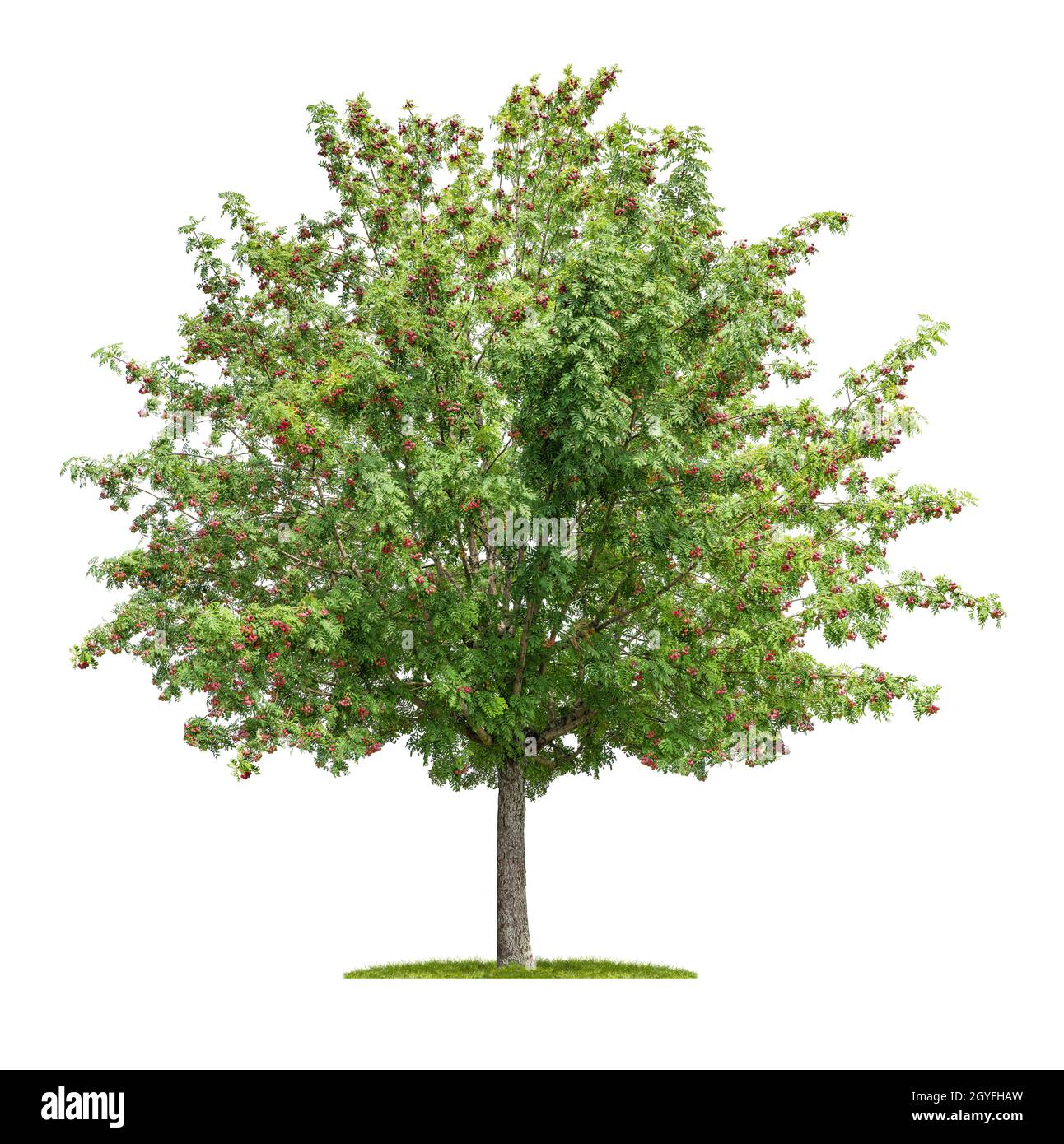 Isolated sorbus tree on a white background Stock Photo