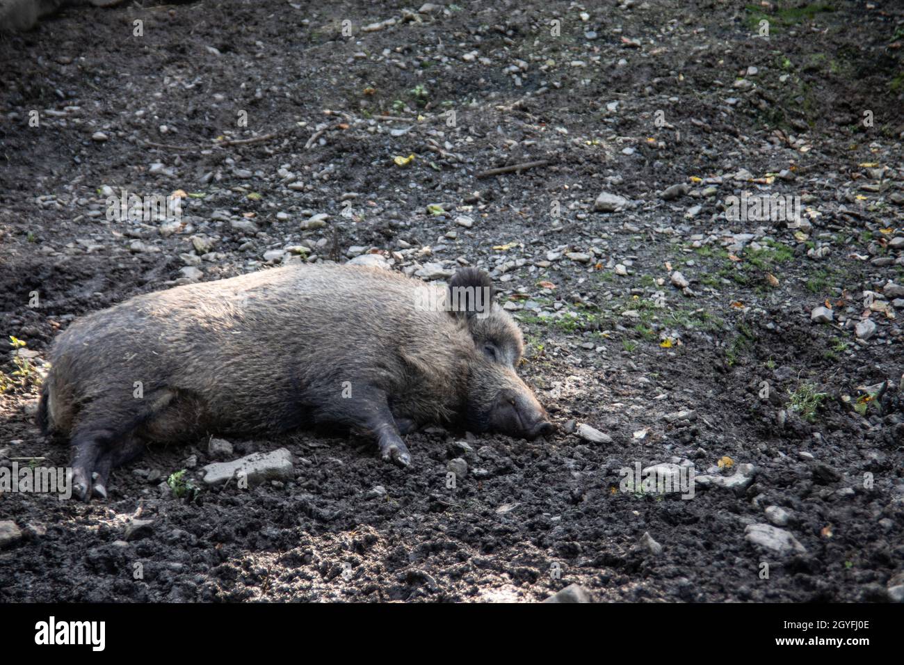 Wild boars roam the forest in search of forage Stock Photo - Alamy