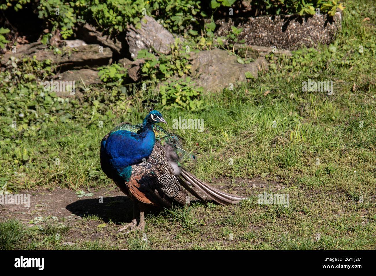 blue peacock rooster struts around Stock Photo