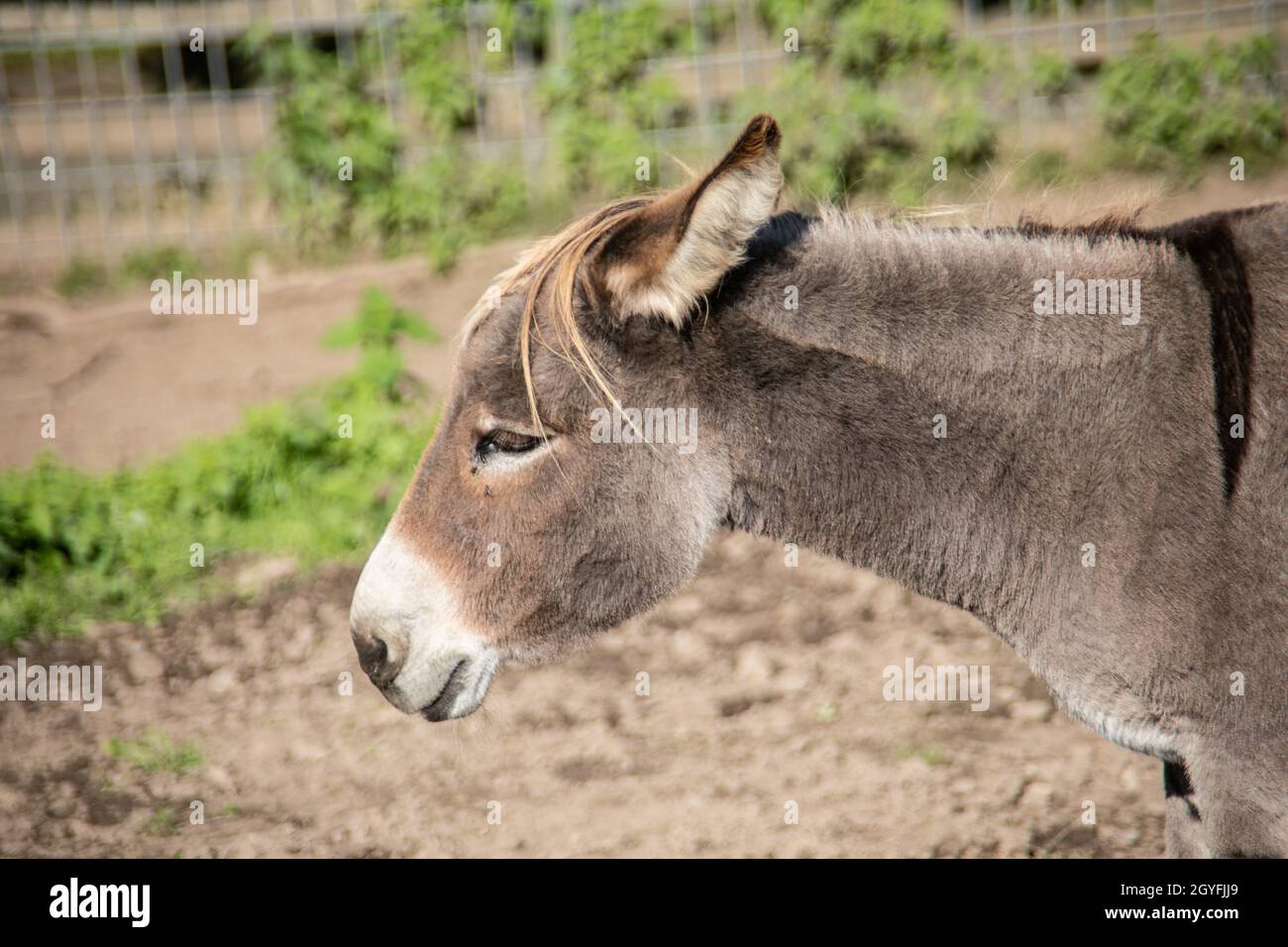 Horses and donkeys eating in the pasture Stock Photo