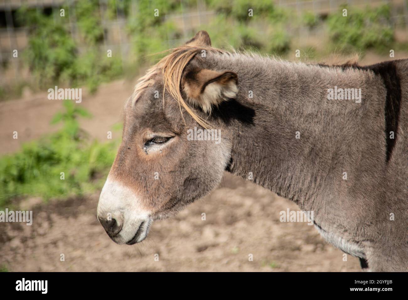 Horses and donkeys eating in the pasture Stock Photo