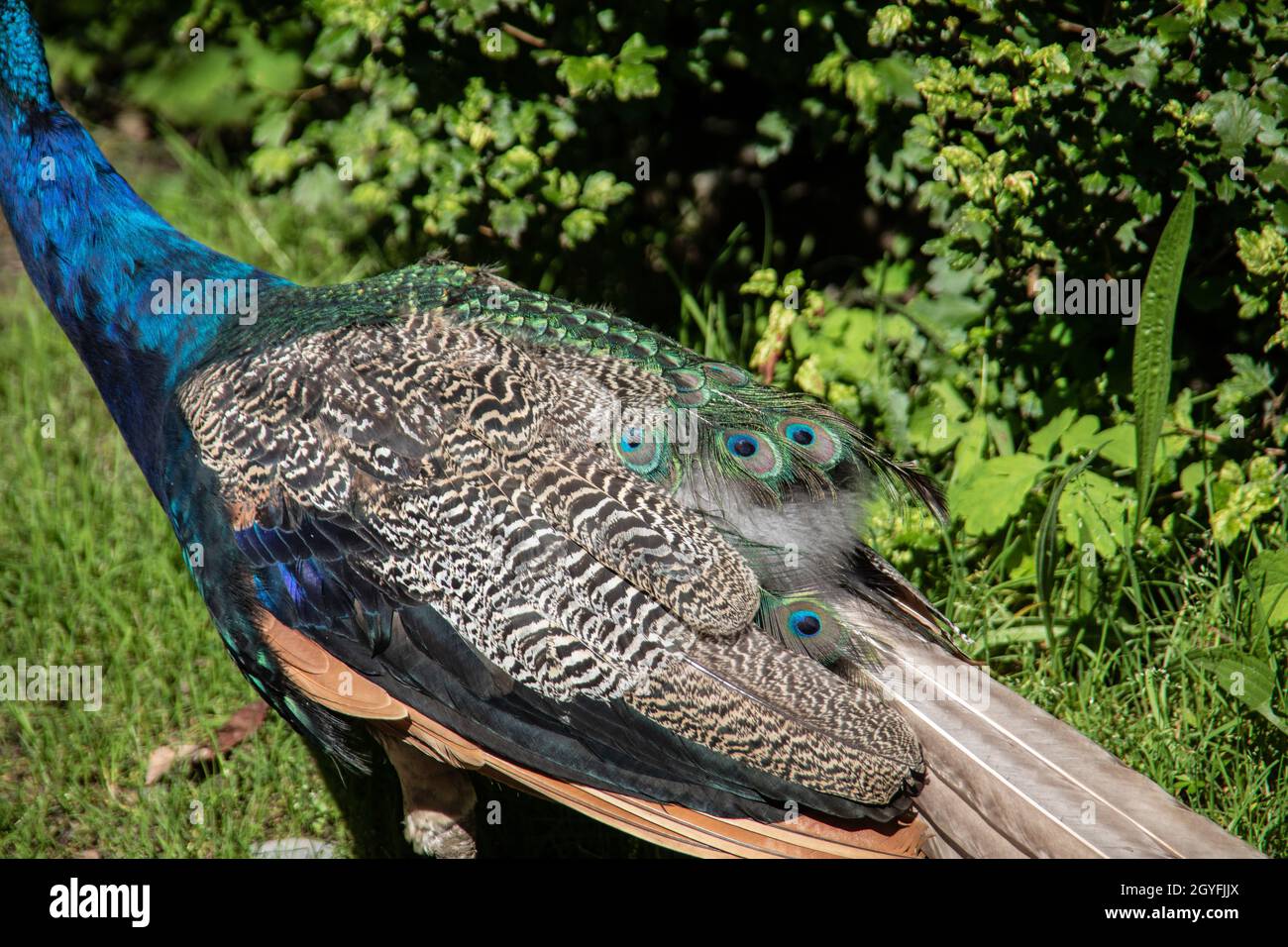 blue peacock rooster struts around Stock Photo