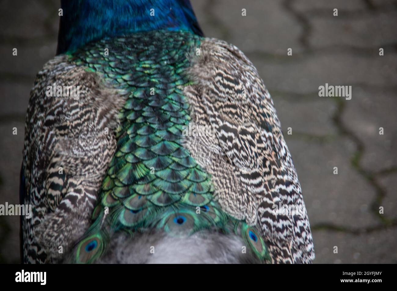 blue peacock rooster struts around Stock Photo
