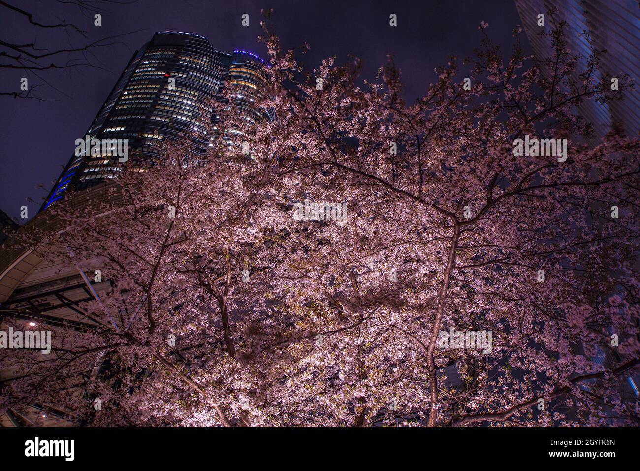 Of going to see cherry blossoms at night of Roppongi full bloom. Shooting Location: Tokyo metropolitan area Stock Photo