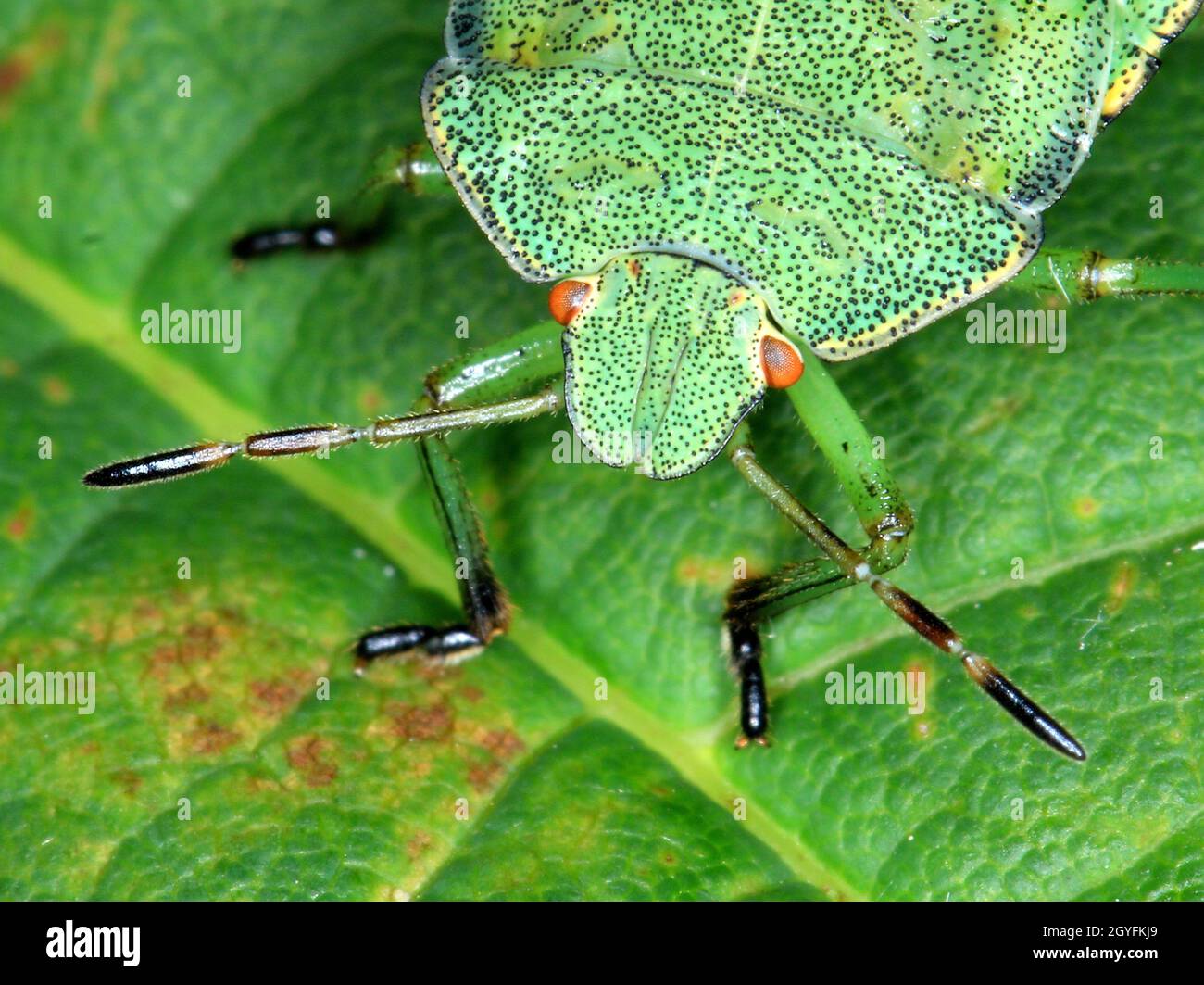 Larven hi-res stock photography and images - Alamy