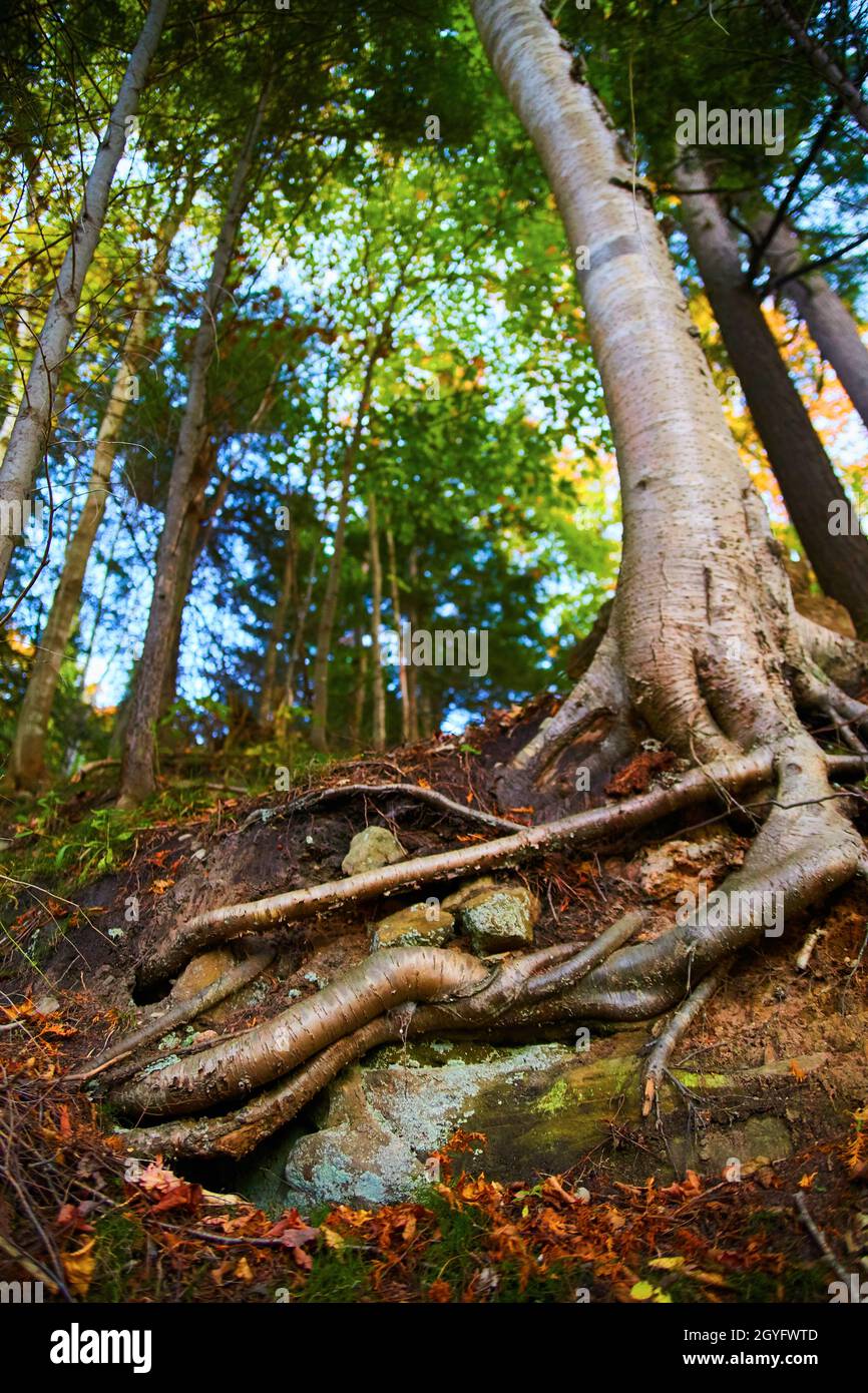 Tall white barked tree with roots exposed and a green forest in the ...