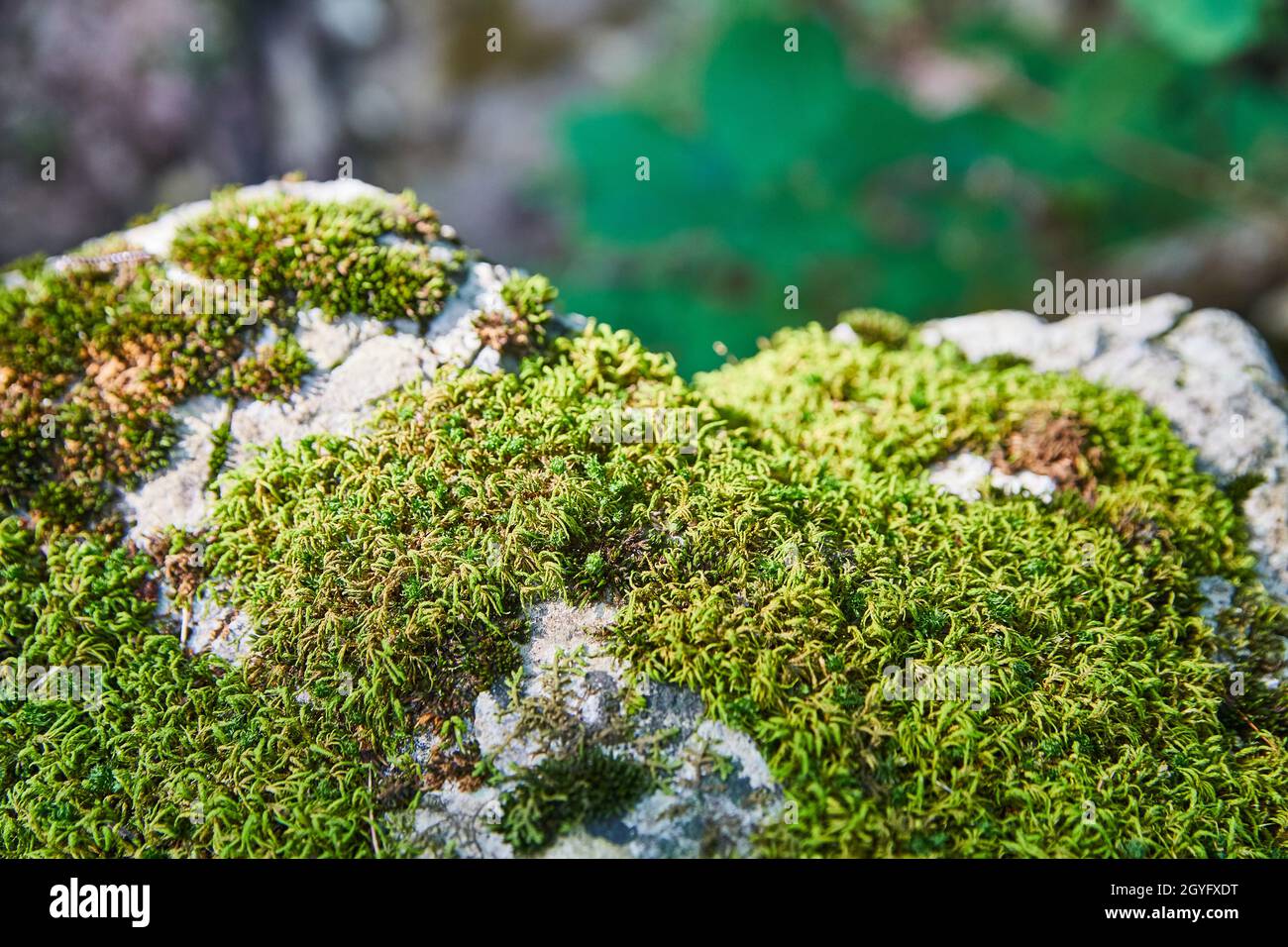 Bloom atop green foliage hi-res stock photography and images - Alamy