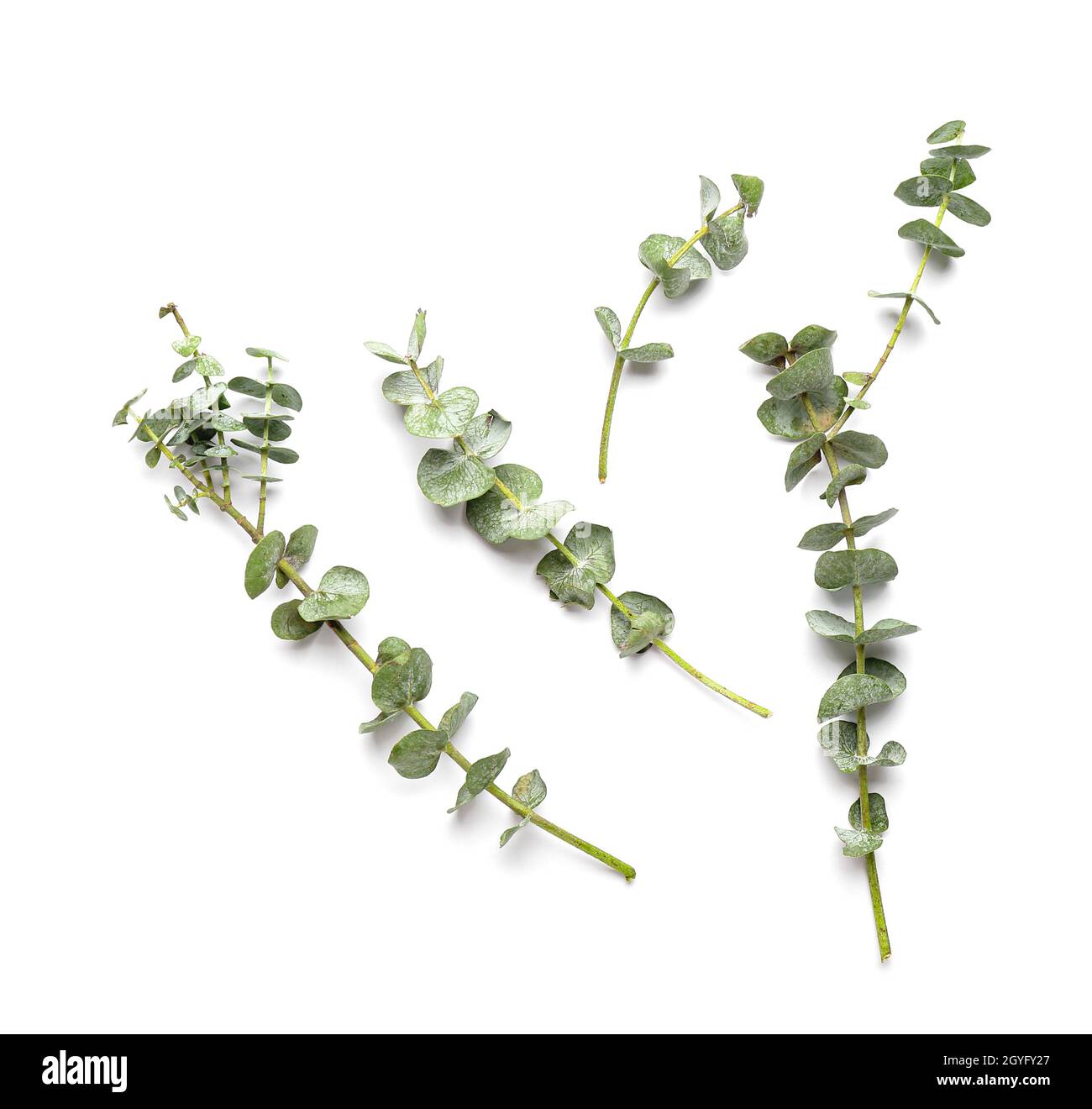 Beautiful baby blue eucalyptus branches on white background Stock Photo