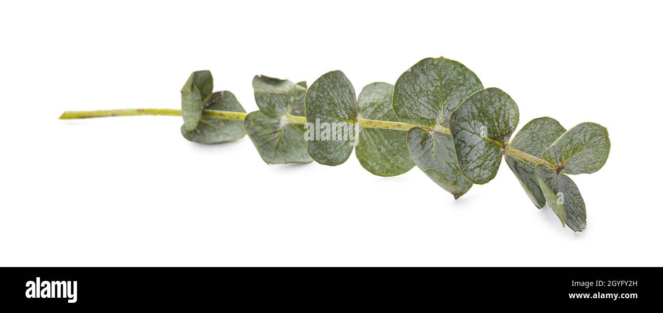 Baby blue eucalyptus branch isolated on white background Stock Photo