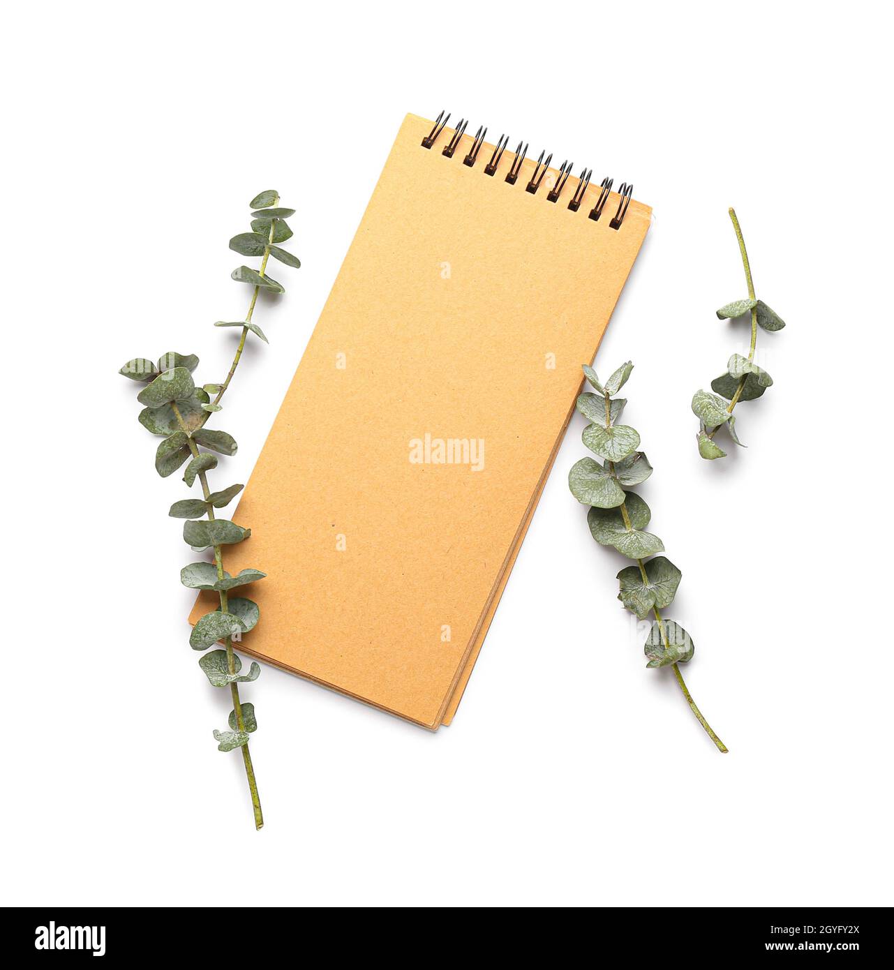 Blank notebook and fresh eucalyptus branches on white background Stock Photo