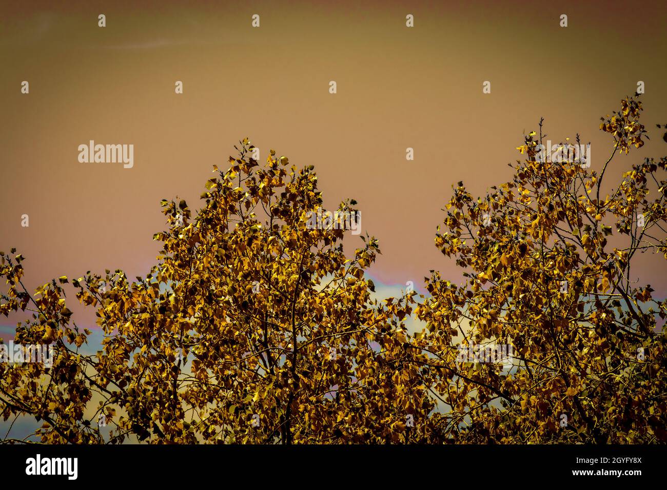 Gold leaves of autumn with a brownish sky Stock Photo - Alamy