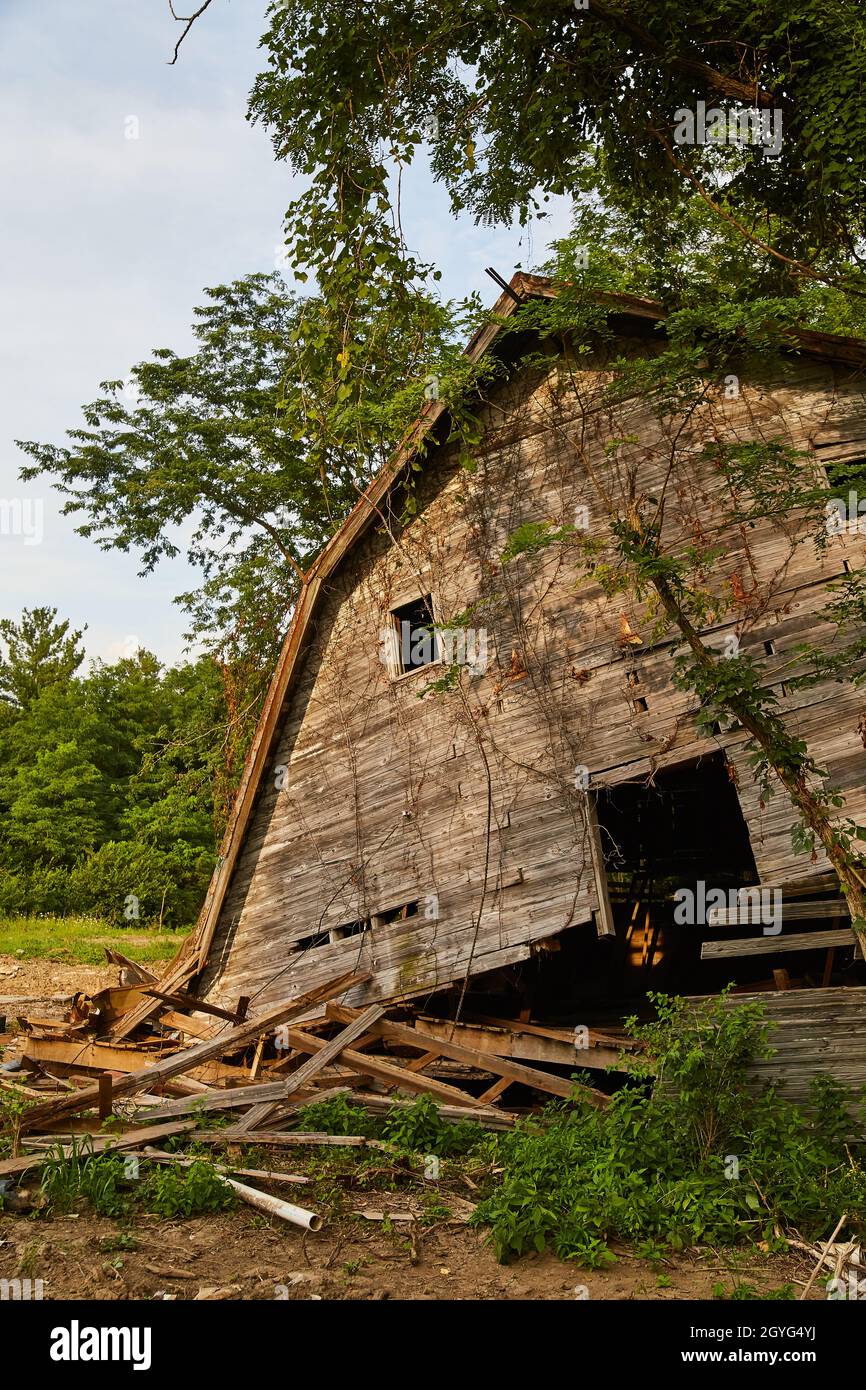 Fallen and decayed abandoned barn in a forest Stock Photo