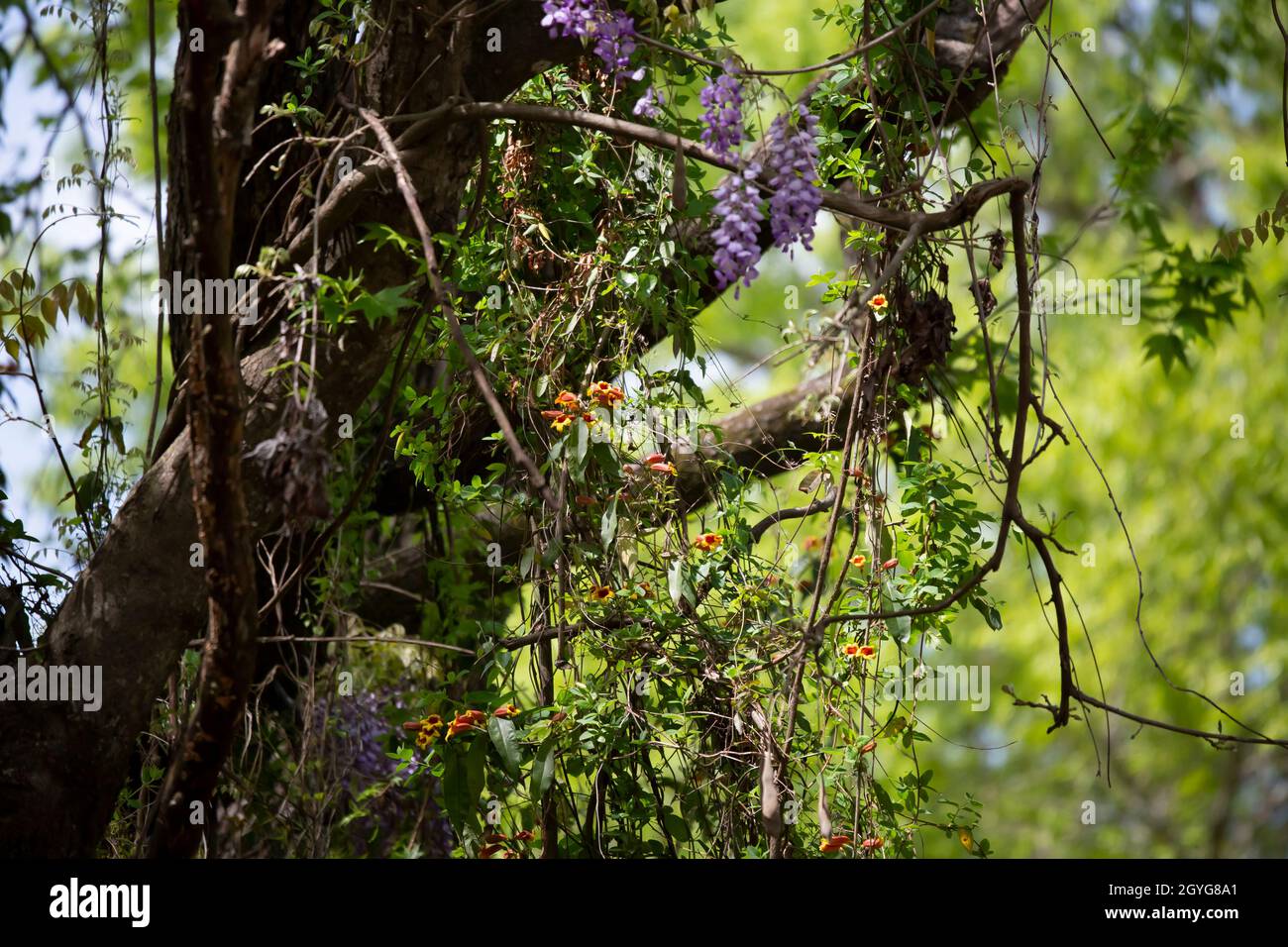 Trumpet vines (Campsis radicans) hanging from a tree with wisteria