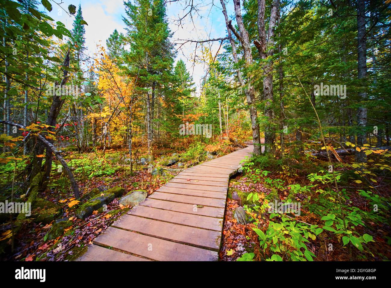 Wooden walkway through green and yellow forest with small shrubs nearby Stock Photo