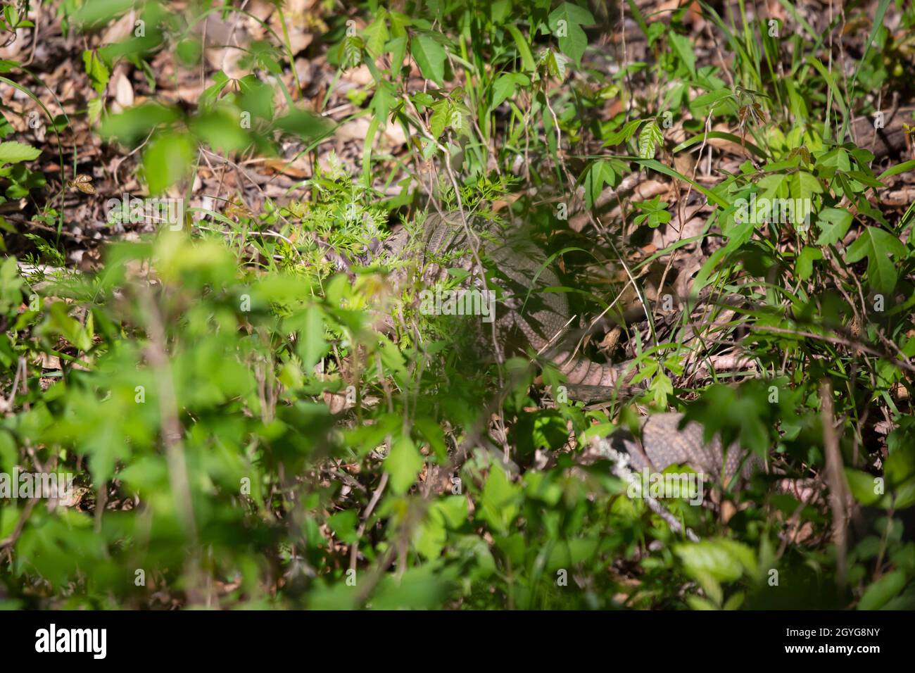 Pair of small nine-banded armadillos (Dasypus novemcinctus) foraging for insects in grass and weeds Stock Photo