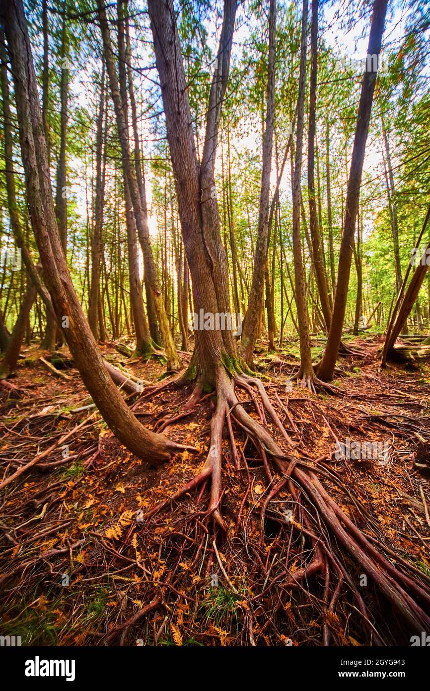 Tall trees in woodland area with red roots exposed and a J shaped tree Stock Photo