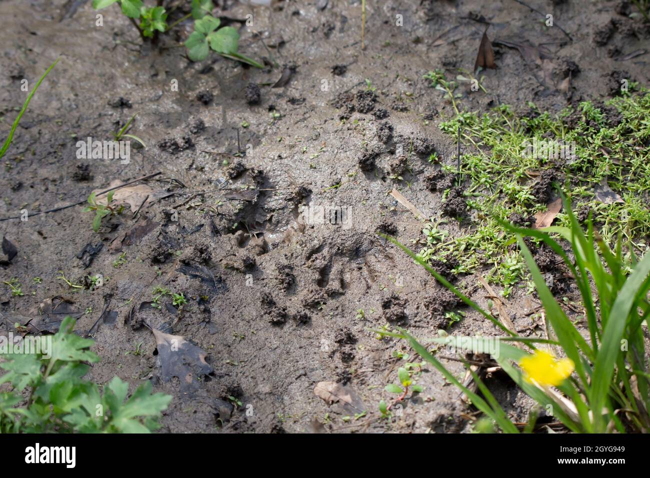 Pair of raccoon (Procyon lotor) tracks in the mud Stock Photo - Alamy