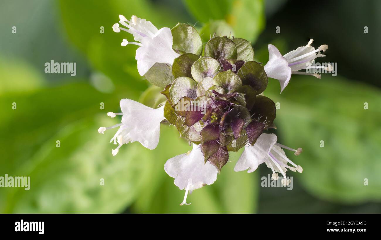 flower of holy basil plant, healthy culinary herb closeup view on natural background, taken from above Stock Photo