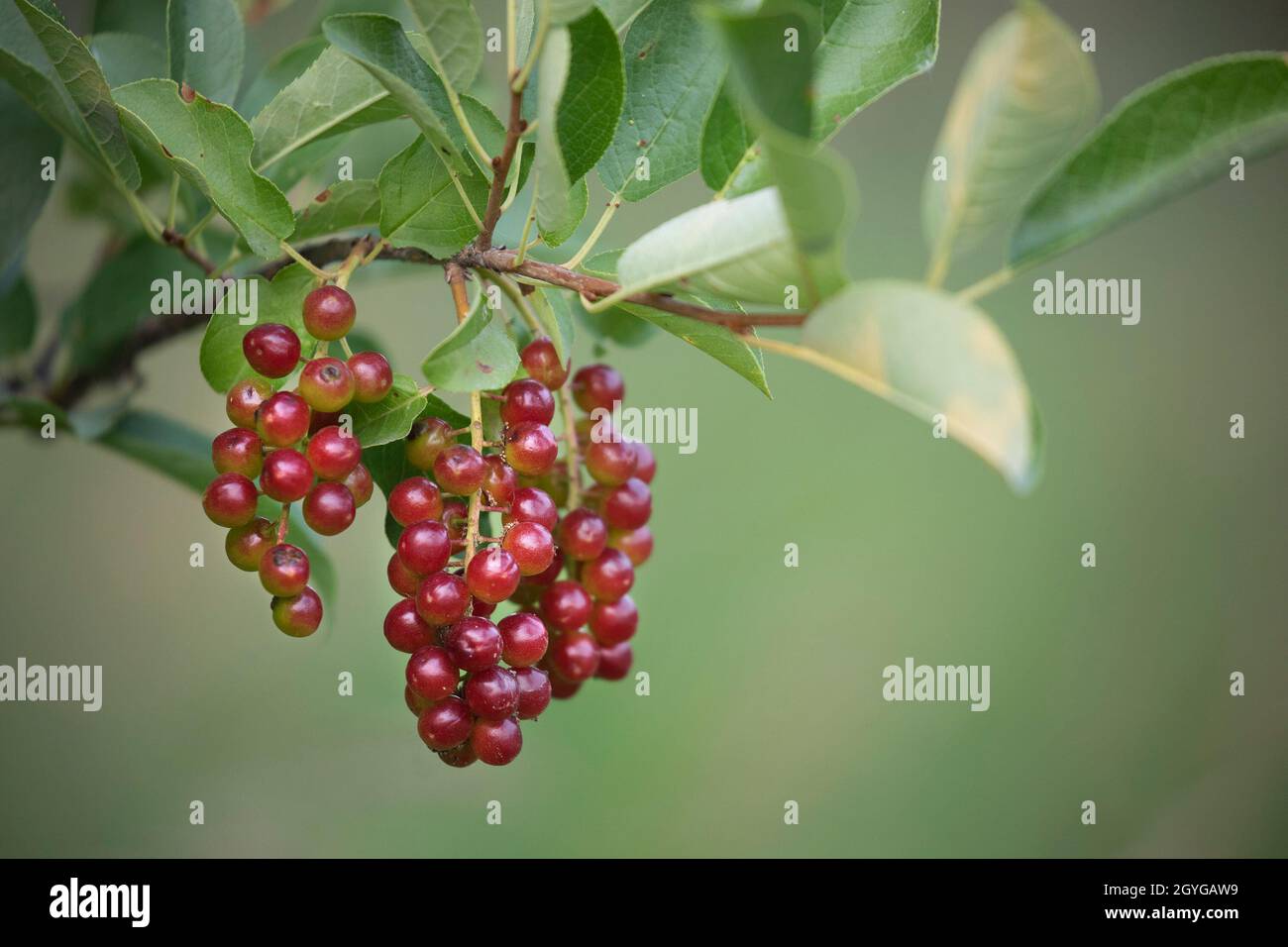 Chokecherries ripening on the branch in summer in Bowmont natural environment park. Prunus virginiana Stock Photo