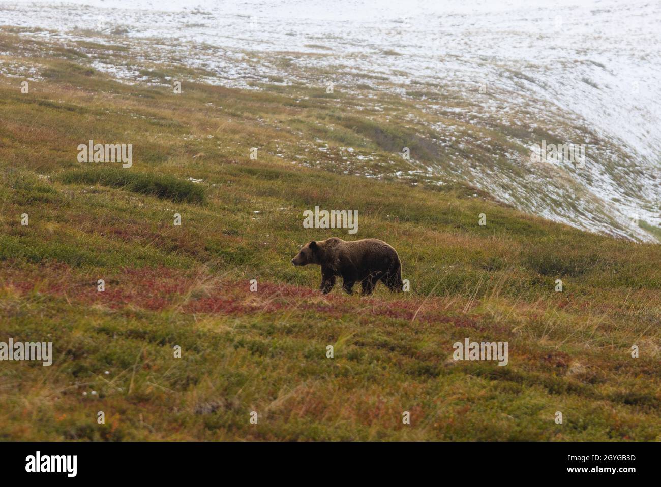 A GRIZZLY BEAR (Ursus arctos horribilis) forages for berries in the