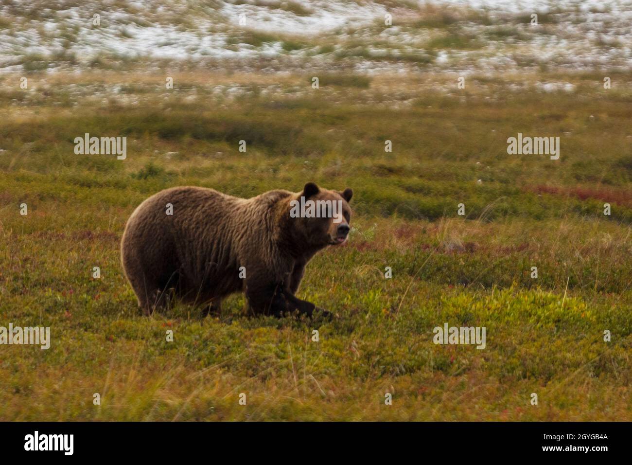A GRIZZLY BEAR (Ursus arctos horribilis) forages for berries in the tundra - DENALI NATIONAL PARK, ALASKA Stock Photo