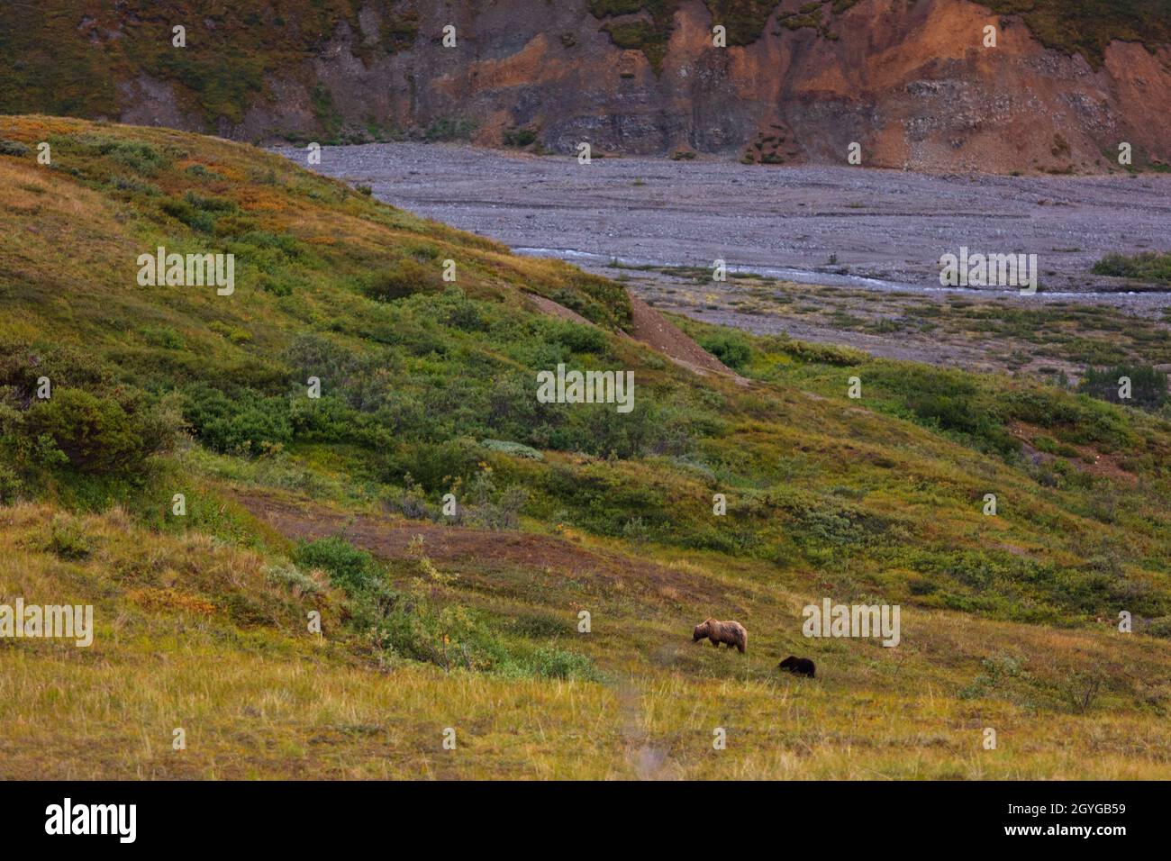 A GRIZZLY BEAR (Ursus arctos horribilis) forages for berries in the tundra - DENALI NATIONAL PARK, ALASKA Stock Photo