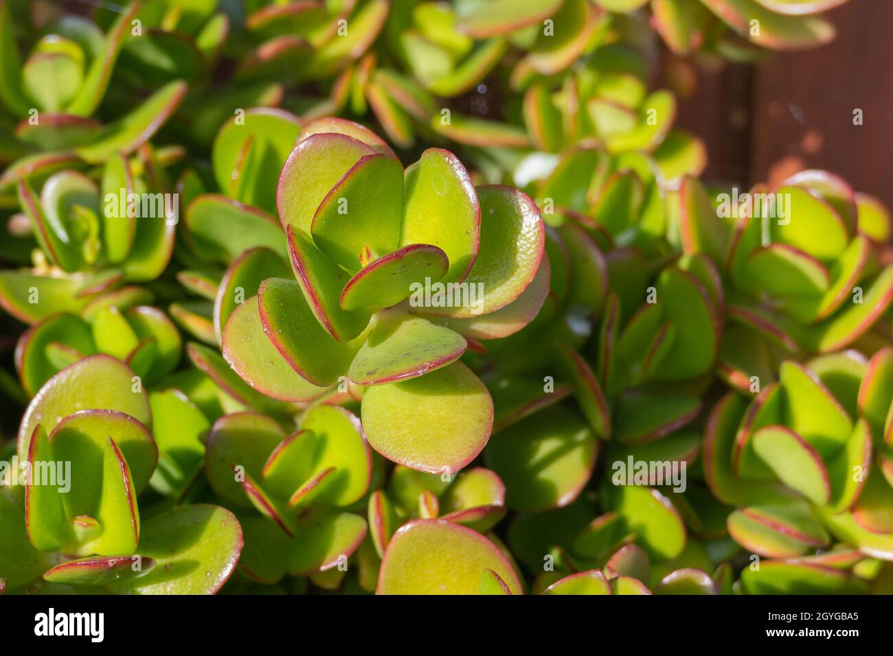 jade plant leaves seen close up in sunlight outdoors Stock Photo