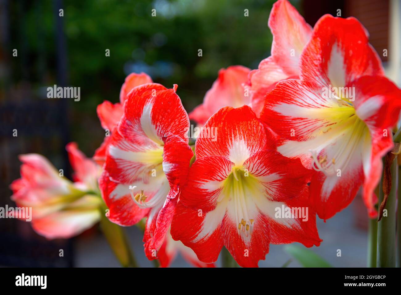 Hyppeastrum reginae, beautiful exotic colorful flower, Skopelos, Greece  Stock Photo - Alamy