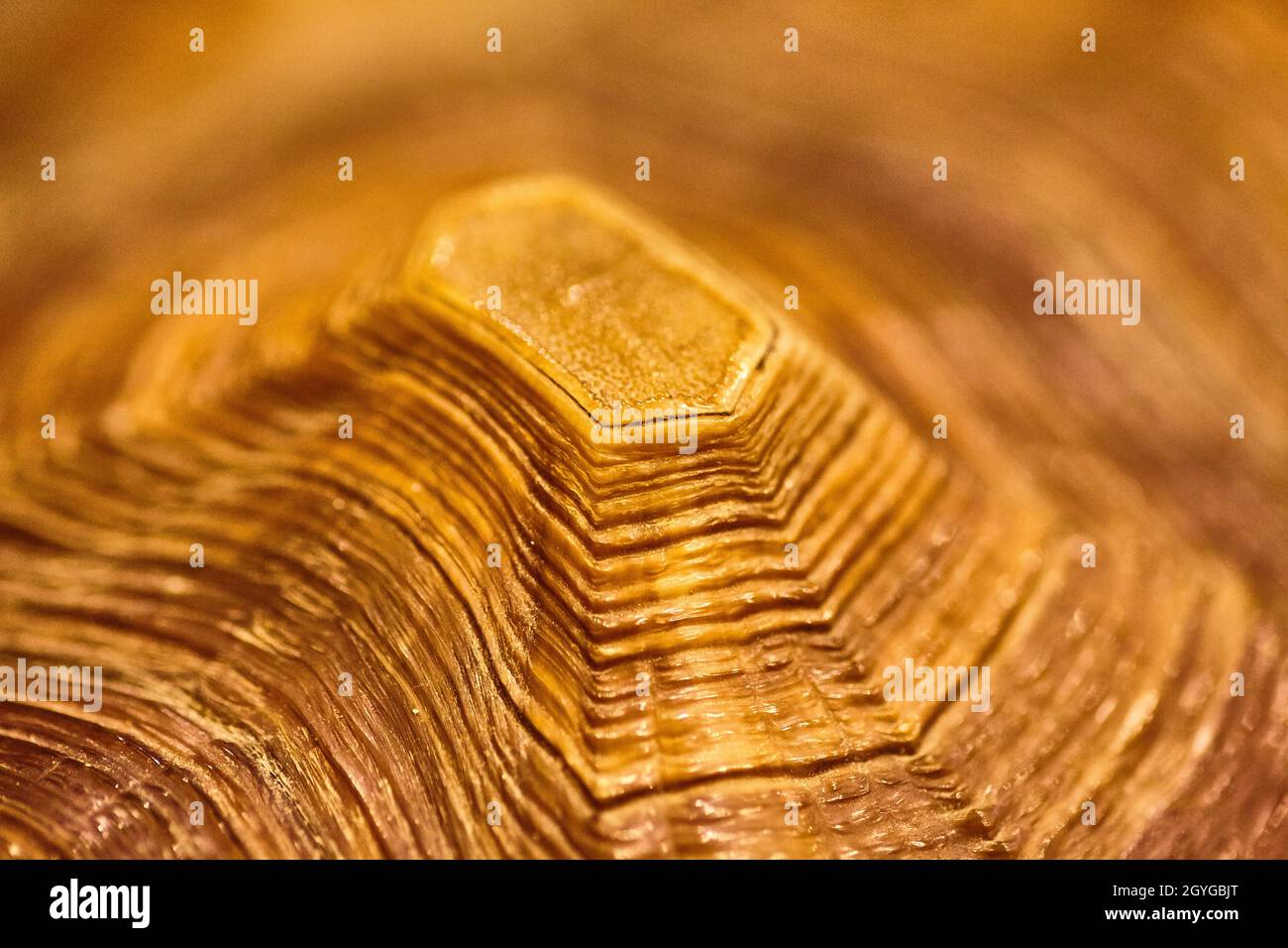 Turtle shell with downward rings of brown Stock Photo