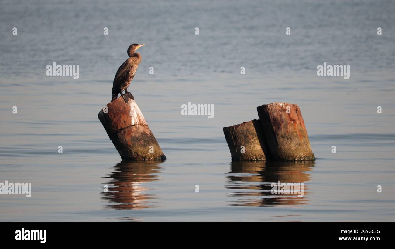 Large cormorant sitting on a rock in the sea. Stock Photo
