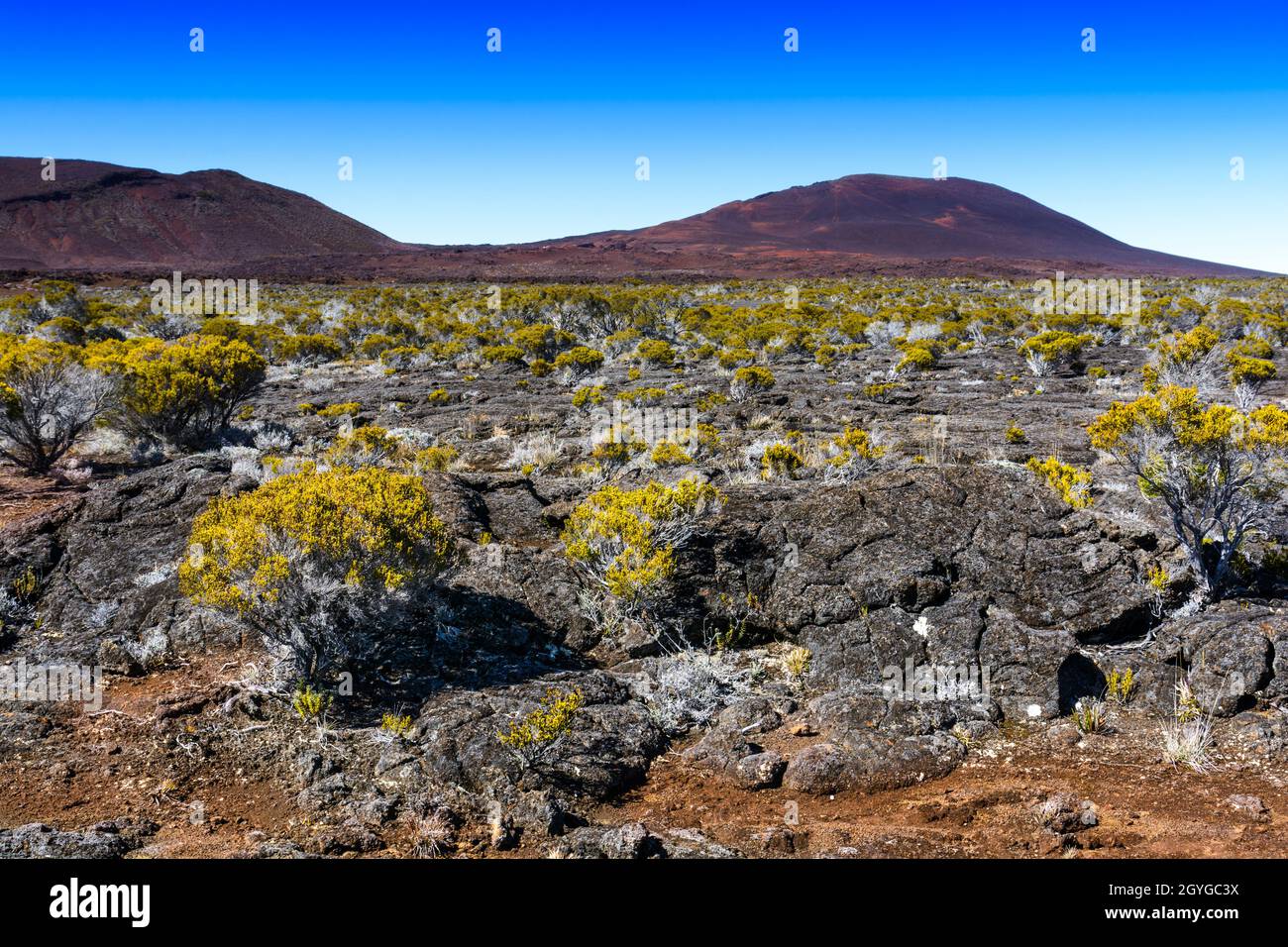Volcanic Vegetation Piton De La Fournaise At Reunion Island Stock Photo Alamy