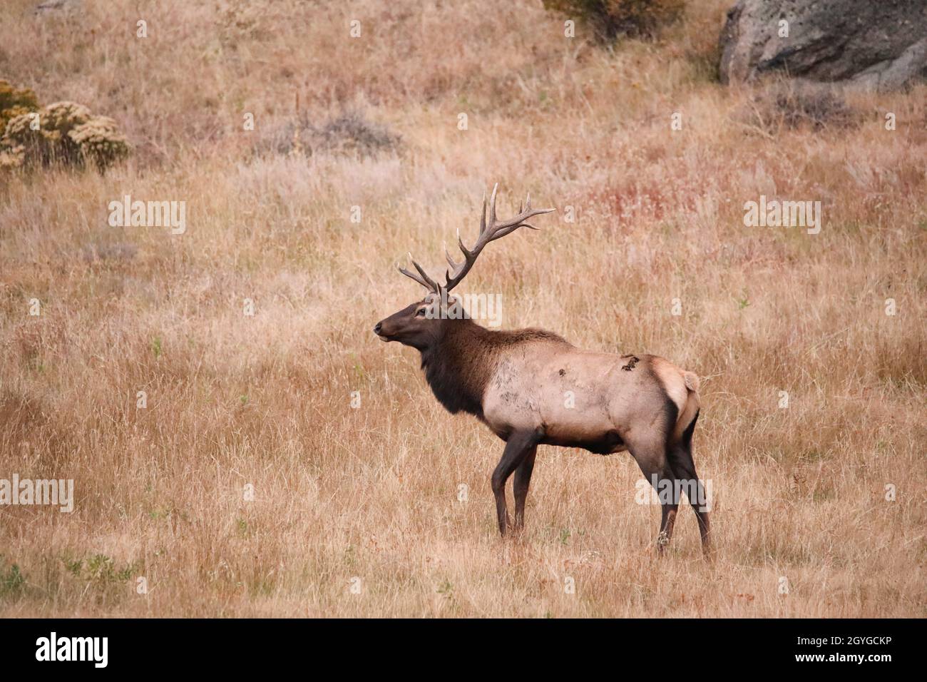 Fall Colorado Elk Rut Season Buck Doe Mountain Front Range Stock Photo
